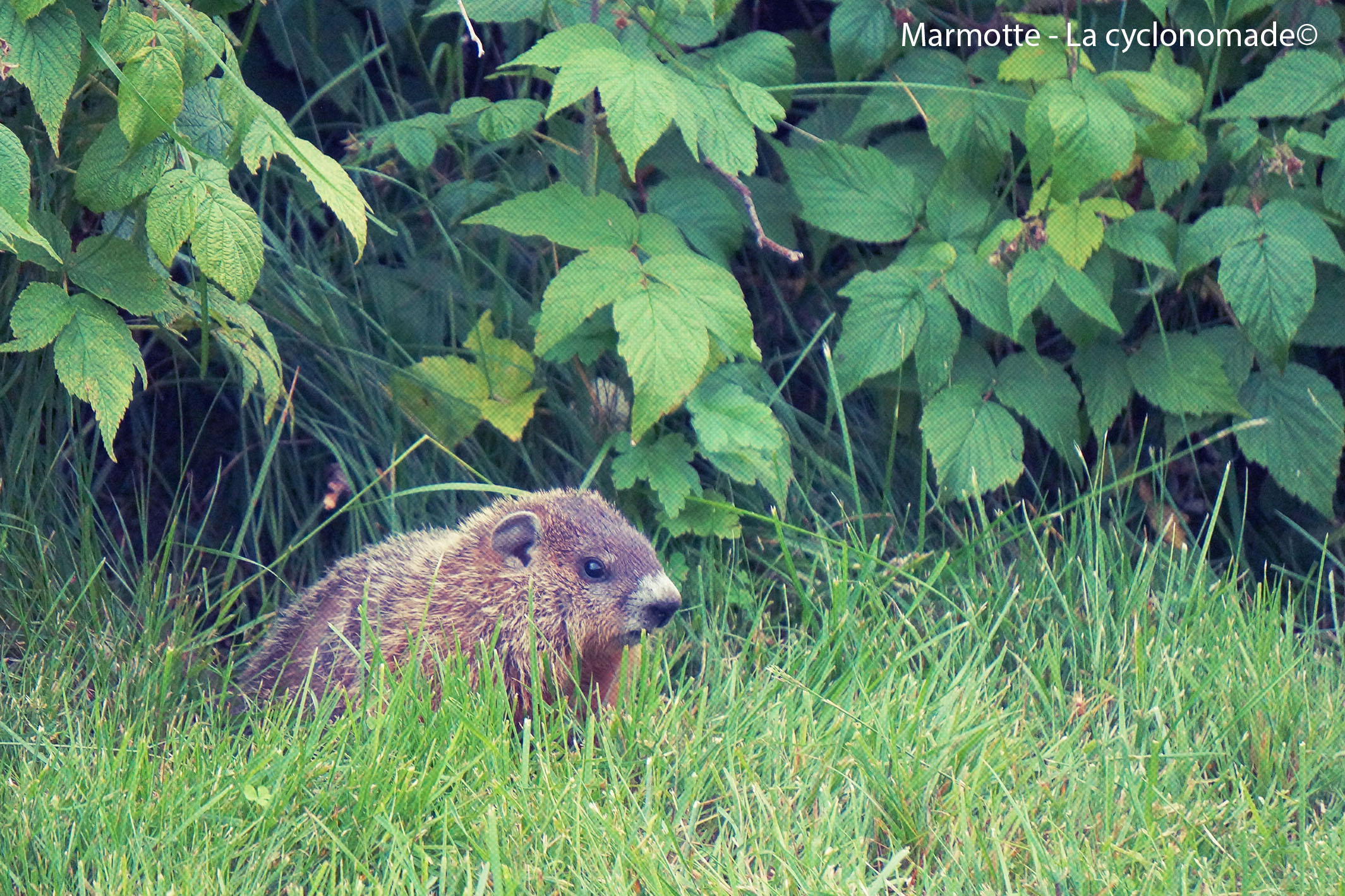 Rencontre avec une marmotte
