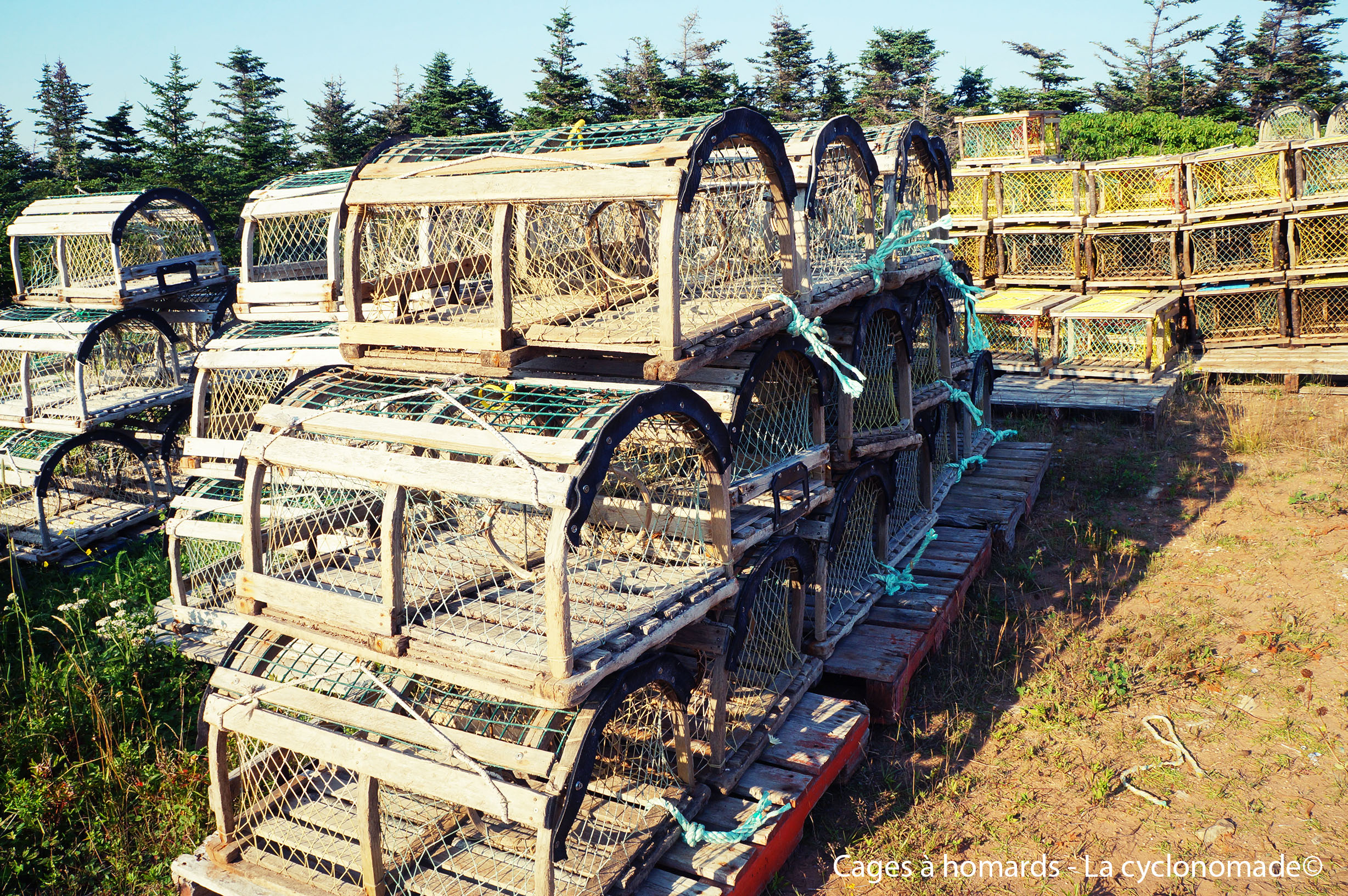 Cages à homards