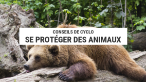 animaux sauvages - camping sauvage - se protéger des animaux - ours - écureuils - ratons laveurs - cyclotourisme - cyclonomade - la cyclonomade - voyage vélo - voyage à vélo